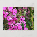 Recherche de bourdons cartes postales Vert