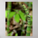 Suche nach bambus poster Chinesisch