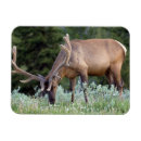Suche nach geweihe magnete Hirsch