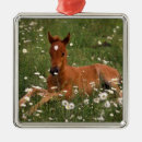 Recherche de cheval arabe ornements Poney