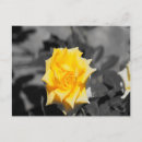 Suche nach gelbe rose postkarten Liebe