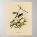 Suche nach audubon vögel poster Darstellung