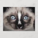 Recherche de chaton adorable cartes postales Doux