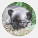 Suche nach kopfschuss aufkleber Chihuahua