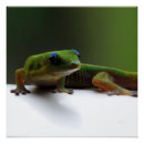 Suche nach gecko poster Tierwelt