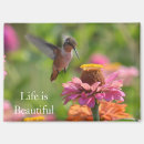 Recherche de zinnia rose magnets Fleurs