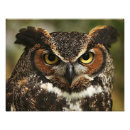 Suche nach braune eulen poster Vögel