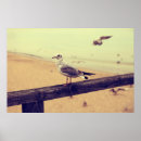 Recherche de vogel posters Möwe