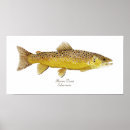 Suche nach bachforelle poster Fliege