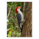 Recherche de piverts cartes postales Nature