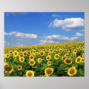 Recherche de prairie art Jaune