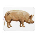 Recherche de les porcs magnets Truie