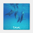 Suche nach delphine magnete Ozeane