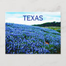 Suche nach blaue blumen postkarten Lupine