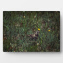 Suche nach wiese fotoplatten Natur