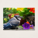 Recherche de geai bleu Plumes