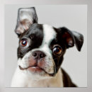 Suche nach tierthemen poster Fotografie