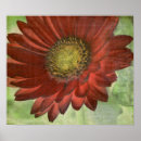 Recherche de gerbera rouge posters Botanique