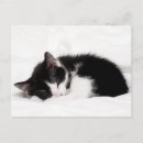 Recherche de chat se couchant posters Sommeil