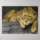 Recherche de lioness posters Nature