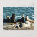 Recherche de otarie cartes postales Nature