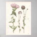 Suche nach rosa blüte poster Botanisch