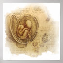 Suche nach embryo poster Da vinci