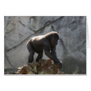 Recherche de gorille photographie Zoo