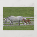 Suche nach fohlen postkarten Tier