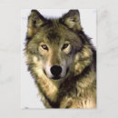 Recherche de visage de loup cartes postales Sauvage