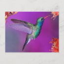 Recherche de colibri bleu cartes postales Oiseau