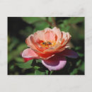 Recherche de abricot cartes postales Rose