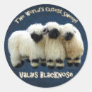 Recherche de moutons autocollants Pour tous