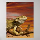 Recherche de pogona art Animal