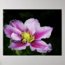 Suche nach clematis blume poster Lila