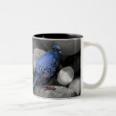 Recherche de pigeons tasses Colombe