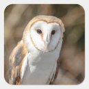 Recherche de rapaces autocollants Nature