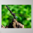 Recherche de entomologie posters Nature