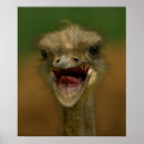 Recherche de autruche posters Faune