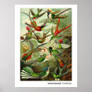 Suche nach trochilidae poster Kunstformen der natur