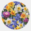 Recherche de hyacinthe autocollants Rose