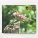 Recherche de oiseaux chanteurs tapis souris Photographie de la nature