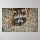 Suche nach baby waschbären poster Wilde tiere