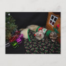 Recherche de furets cartes postales Vacances