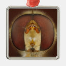 Suche nach fliegen ornamente Tier