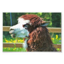 Suche nach lustiges lama poster Bauernhof