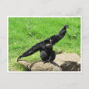 Recherche de gibon cartes postales Animal