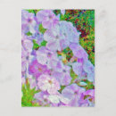 Suche nach phlox postkarten Natur