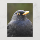 Suche nach schöner vogel postkarten Tierfotografie