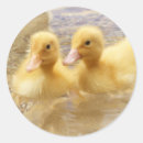 Suche nach fuzzy aufkleber Niedlich